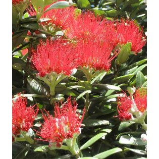 Metrosideros thomasii (Arbre de Noël de Nouvelle-Zélande)