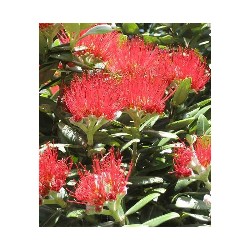 Metrosideros thomasii (Arbre de Noël de Nouvelle-Zélande)