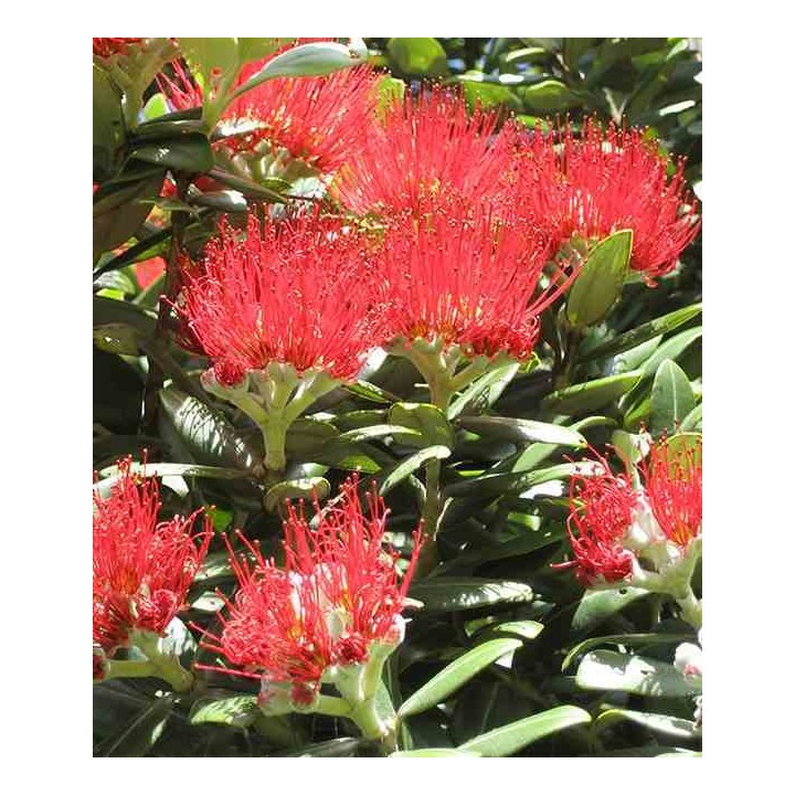 Metrosideros thomasii (Arbre de Noël de Nouvelle-Zélande)