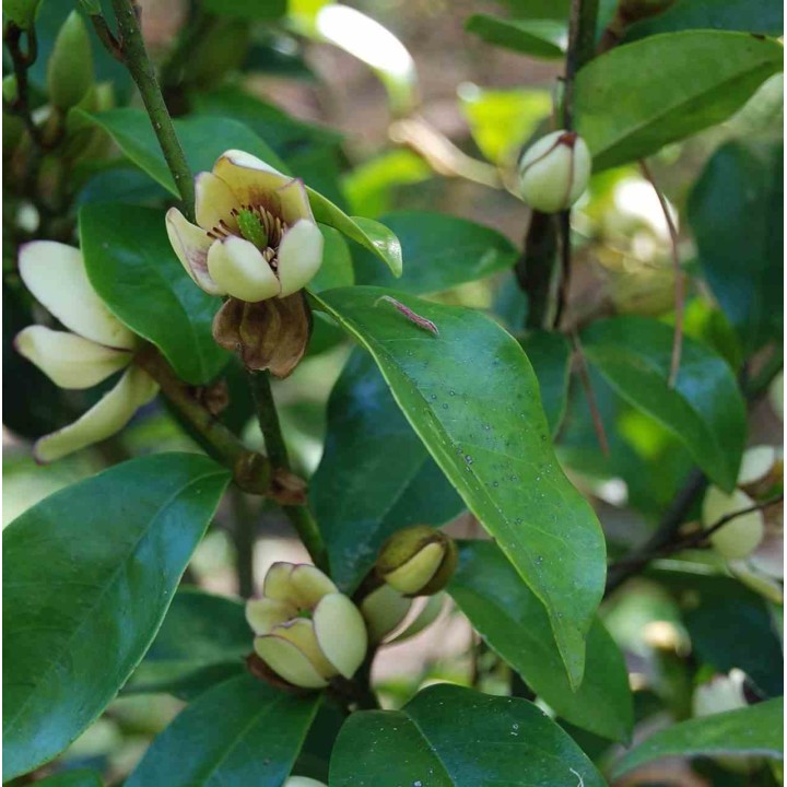 Michelia Figo