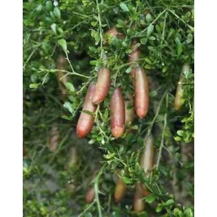 Microcitrus australasica (Caviar de citron)