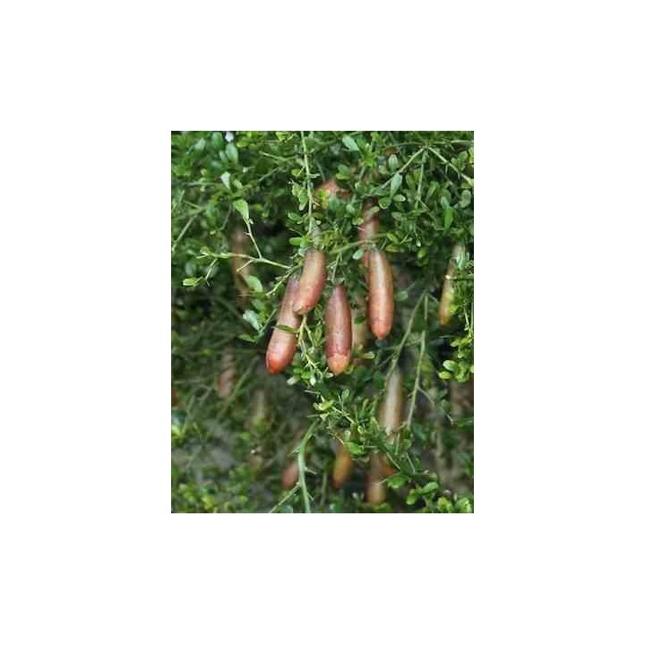 Microcitrus australasica (Caviar de citron)