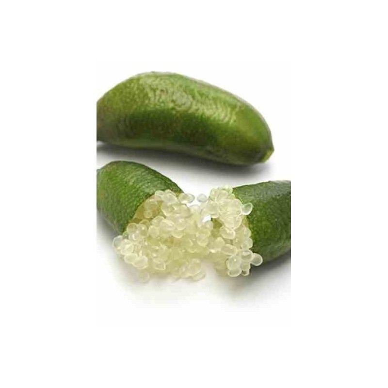 Microcitrus australasica (Caviar de citron)