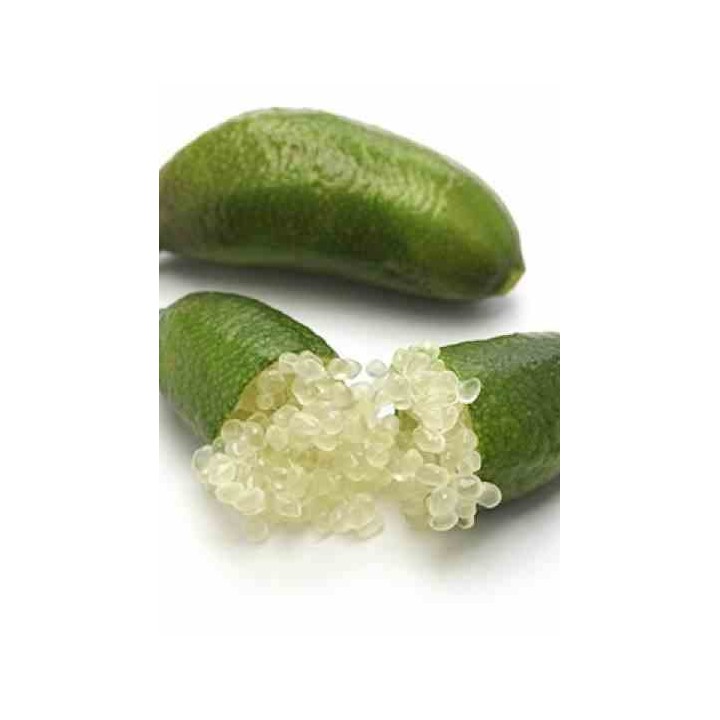 Microcitrus australasica (Caviar de citron)