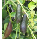 Microcitrus australasica (Caviar de citron)