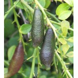 Microcitrus australasica (Caviar de citron)
