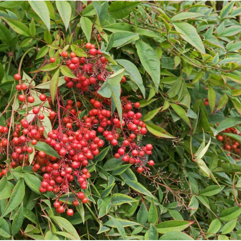 Nandina domestique