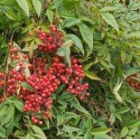 Nandina domestique