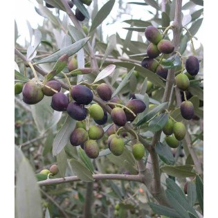 Oléa europaea (Oliviers)