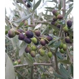 Oléa europaea (Oliviers)