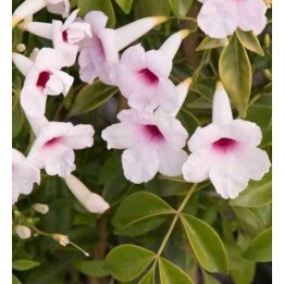 Pandorea jasminoïdes