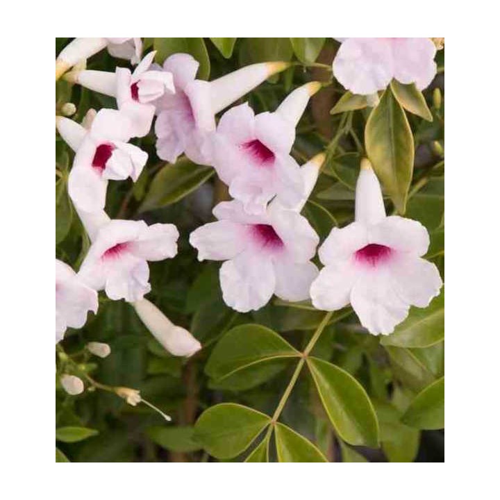 Pandorea jasminoïdes