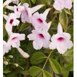 Pandorea jasminoïdes