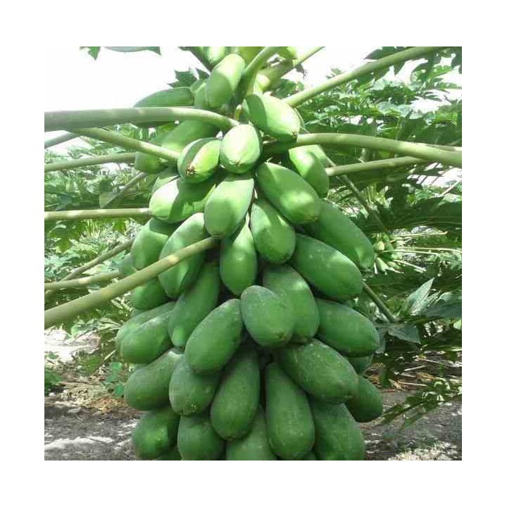 Papayer : Carica papaya var. Intenzza