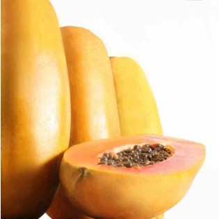 Papayer : Carica papaya var. Intenzza