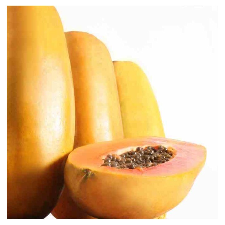 Papayer : Carica papaya var. Intenzza