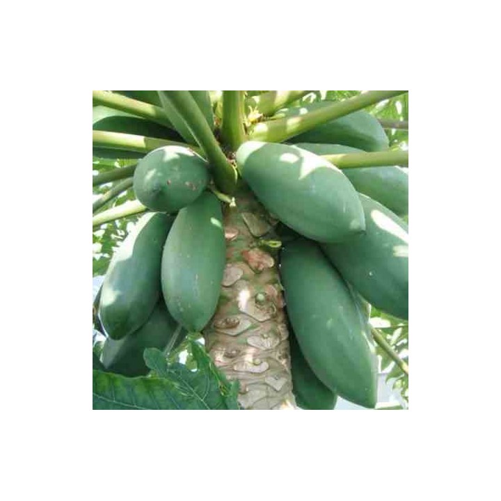 Papayer : Carica papaya var. Maradol