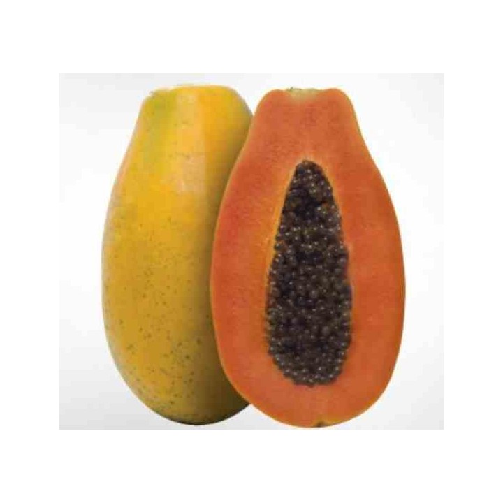 Papayer : Carica papaya var. Doux sens