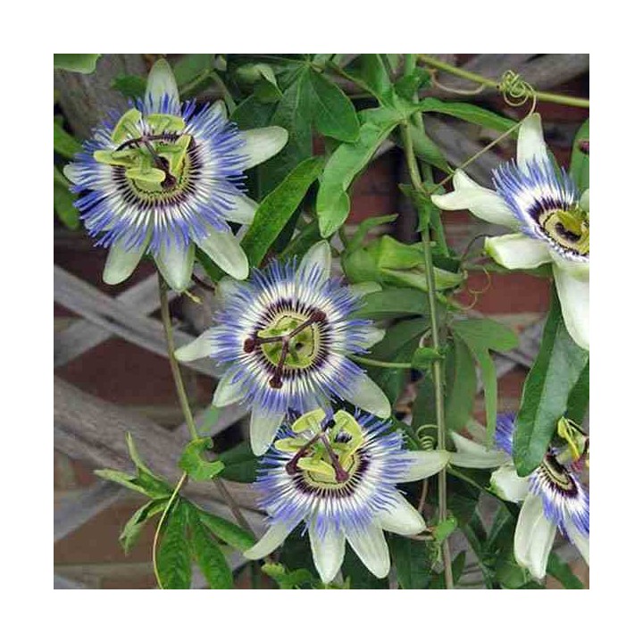 Passiflora caerulea
