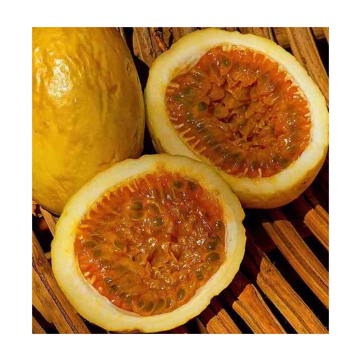Passiflora edulis var. flavicarpa (Fruit de la passion (Grenadille jaune))