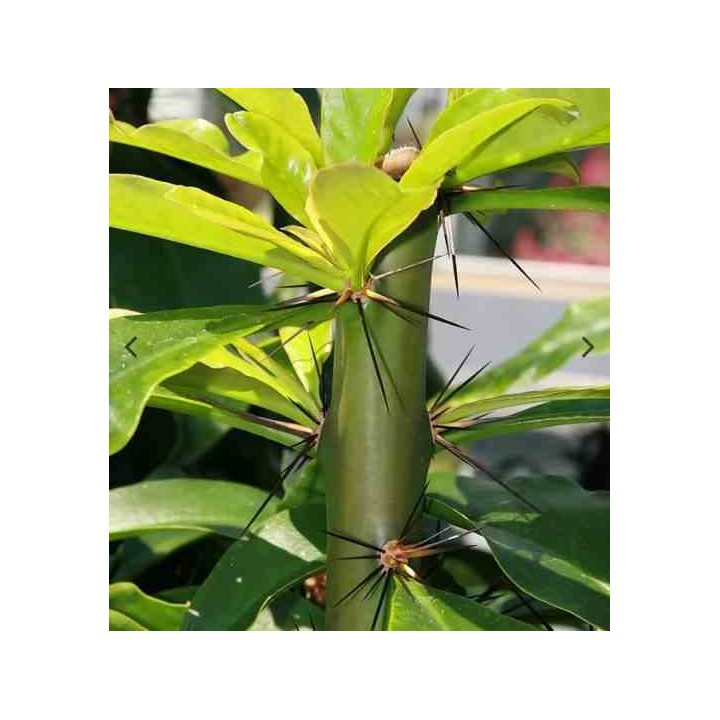 Pereskia grandifolia (Cactus et arbre)