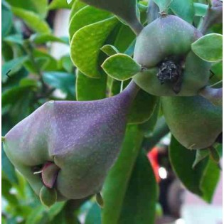 Pereskia grandifolia (Cactus et arbre)