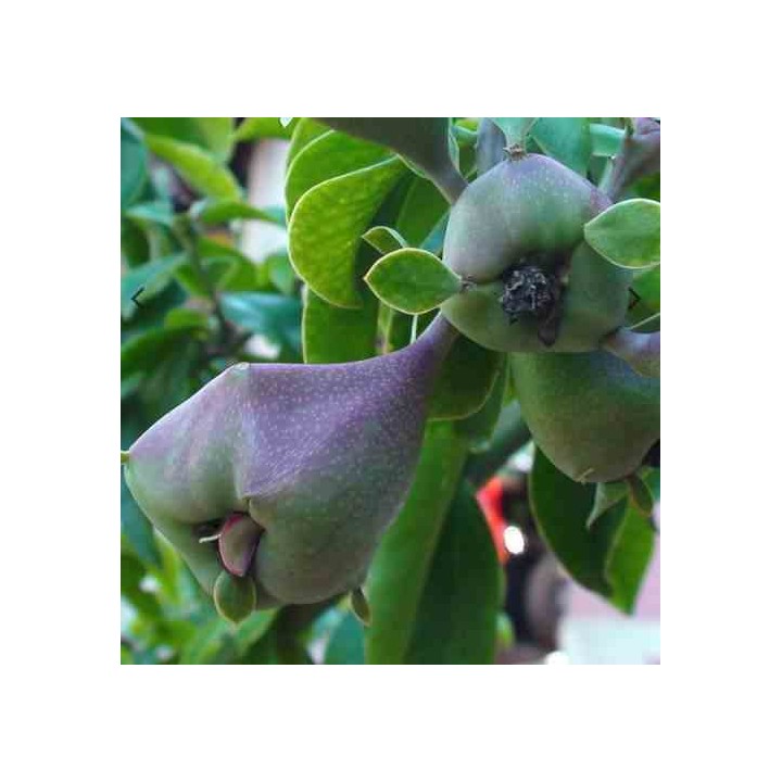 Pereskia grandifolia (Cactus et arbre)