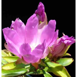 Pereskia grandifolia (Cactus et arbre)