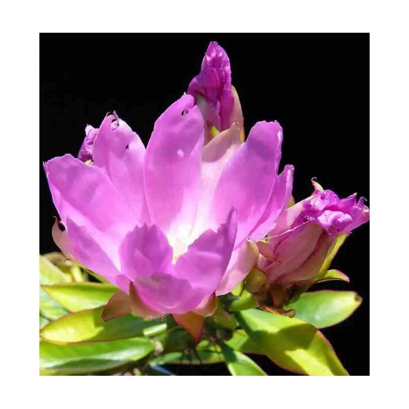 Pereskia grandifolia (Cactus et arbre)