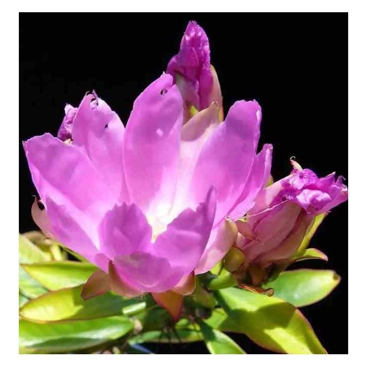 Pereskia grandifolia (Cactus et arbre)