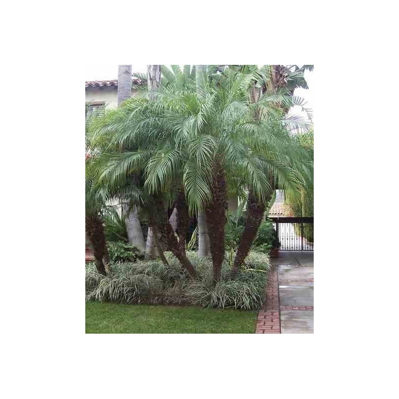 Phénix roebelenii (Dattier du Laos)