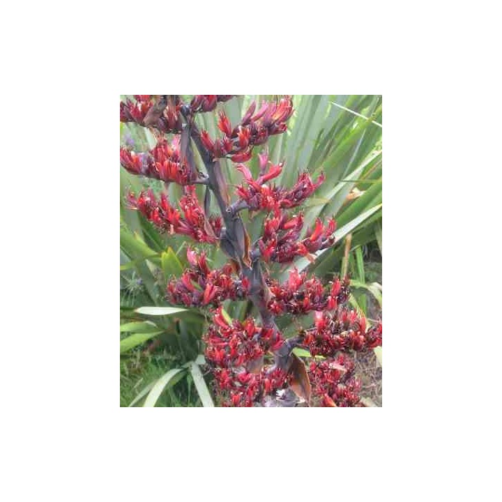 Phormium tenax (lin de nouvelle-zélande)