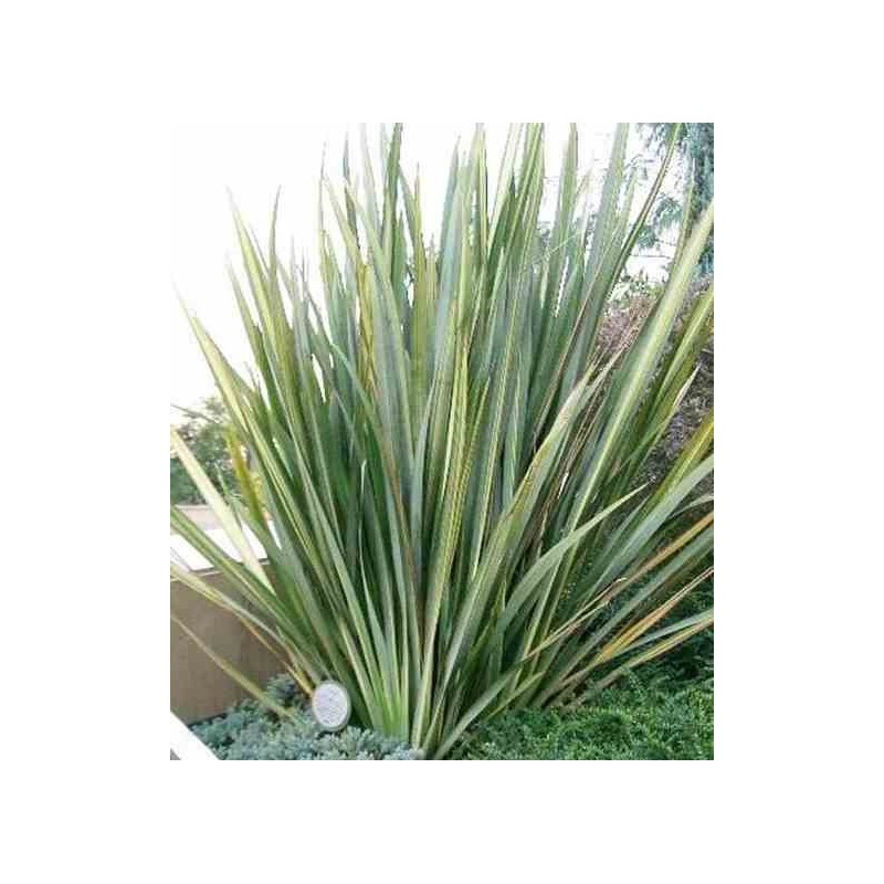 Phormium tenax (lin de nouvelle-zélande)