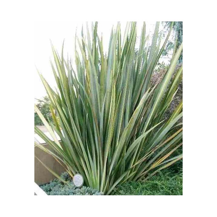 Phormium tenax (lin de nouvelle-zélande)