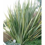 Phormium tenax (lin de nouvelle-zélande)