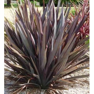 Phormium tenax var. Purpurea (lin de nouvelle-zélande)