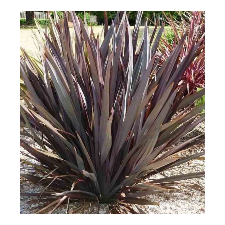 Phormium tenax var. Purpurea (lin de nouvelle-zélande)