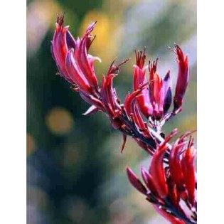 Phormium tenax var. Purpurea (lin de nouvelle-zélande)