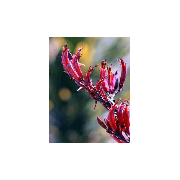 Phormium tenax var. Purpurea (lin de nouvelle-zélande)