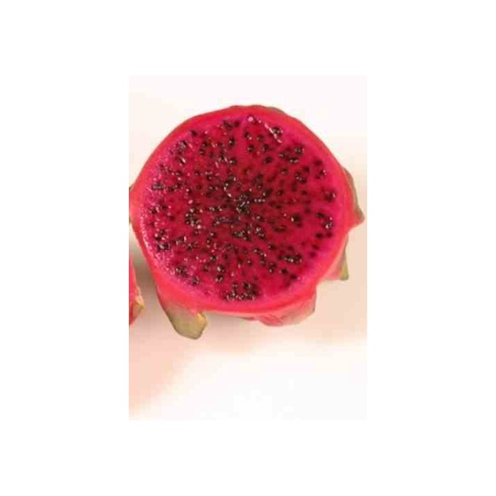 Pitaya : Hylocereus costa rica(Pitaya ou fruit du dragon)