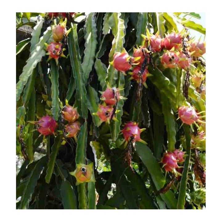 Pitaya : Hylocereus costa rica(Pitaya ou fruit du dragon)