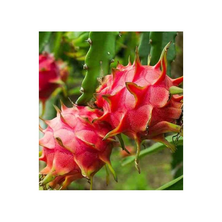 Pitaya : Hylocereus H. American Beauty(Pitaya ou fruit du dragon)