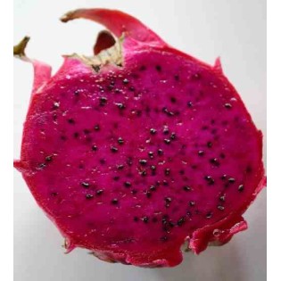 Pitaya : Hylocereus H. costaricensis(Pitaya ou fruit du dragon)