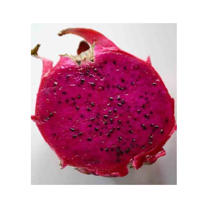 Pitaya : Hylocereus H. costaricensis(Pitaya ou fruit du dragon)