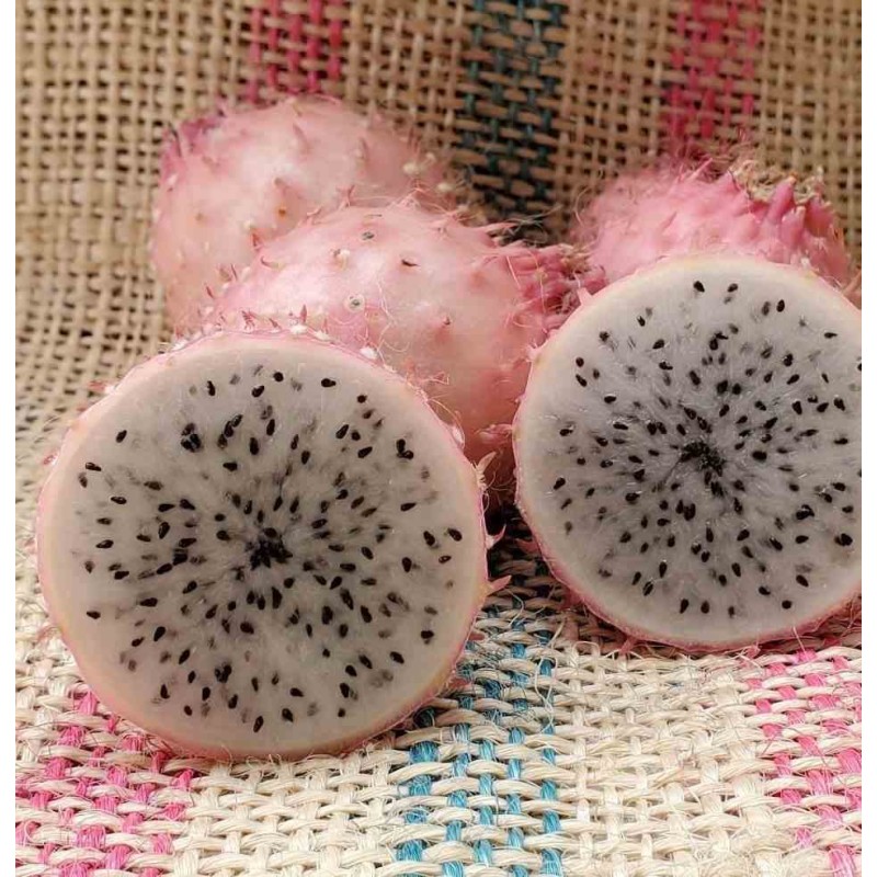 Pitaya : Hylocereus H. hondurensis(Pitaya ou fruit du dragon)