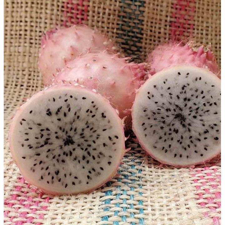 Pitaya : Hylocereus H. hondurensis(Pitaya ou fruit du dragon)