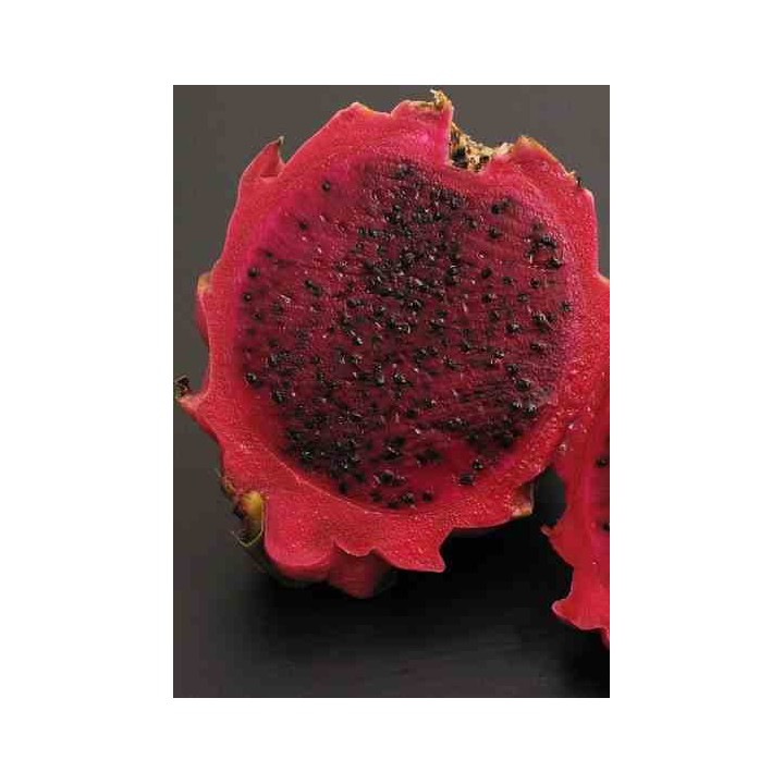 Pitaya : Hylocereus H. purpusii(Pitaya ou fruit du dragon)
