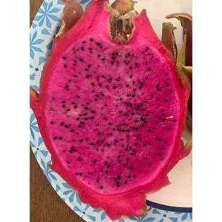 Pitaya : Hylocereus Halley Comet(Pitaya ou fruit du dragon)