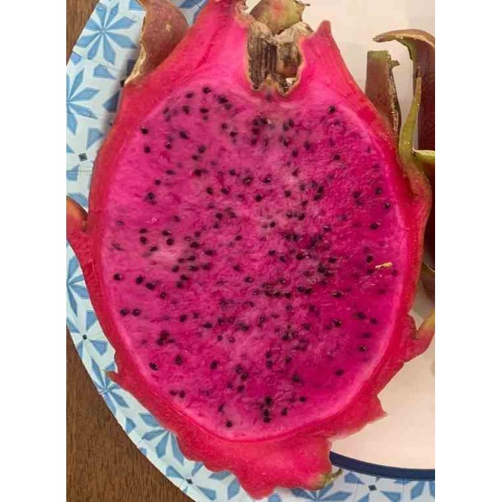 Pitaya : Hylocereus Halley Comet(Pitaya ou fruit du dragon)