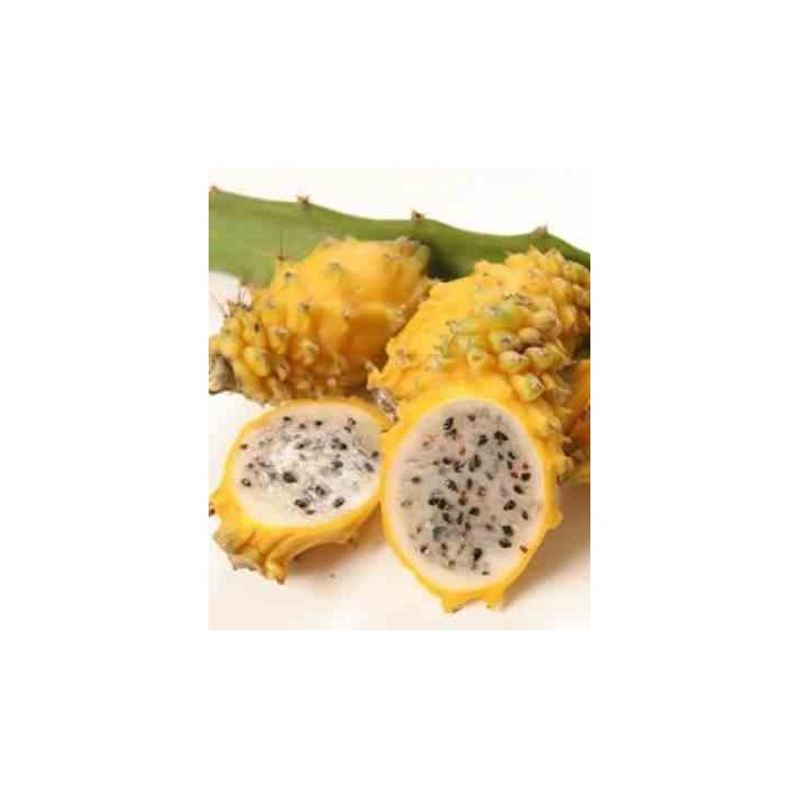 Pitaya : Hylocereus H.megalanthus jaune(Pitaya ou fruit du dragon)